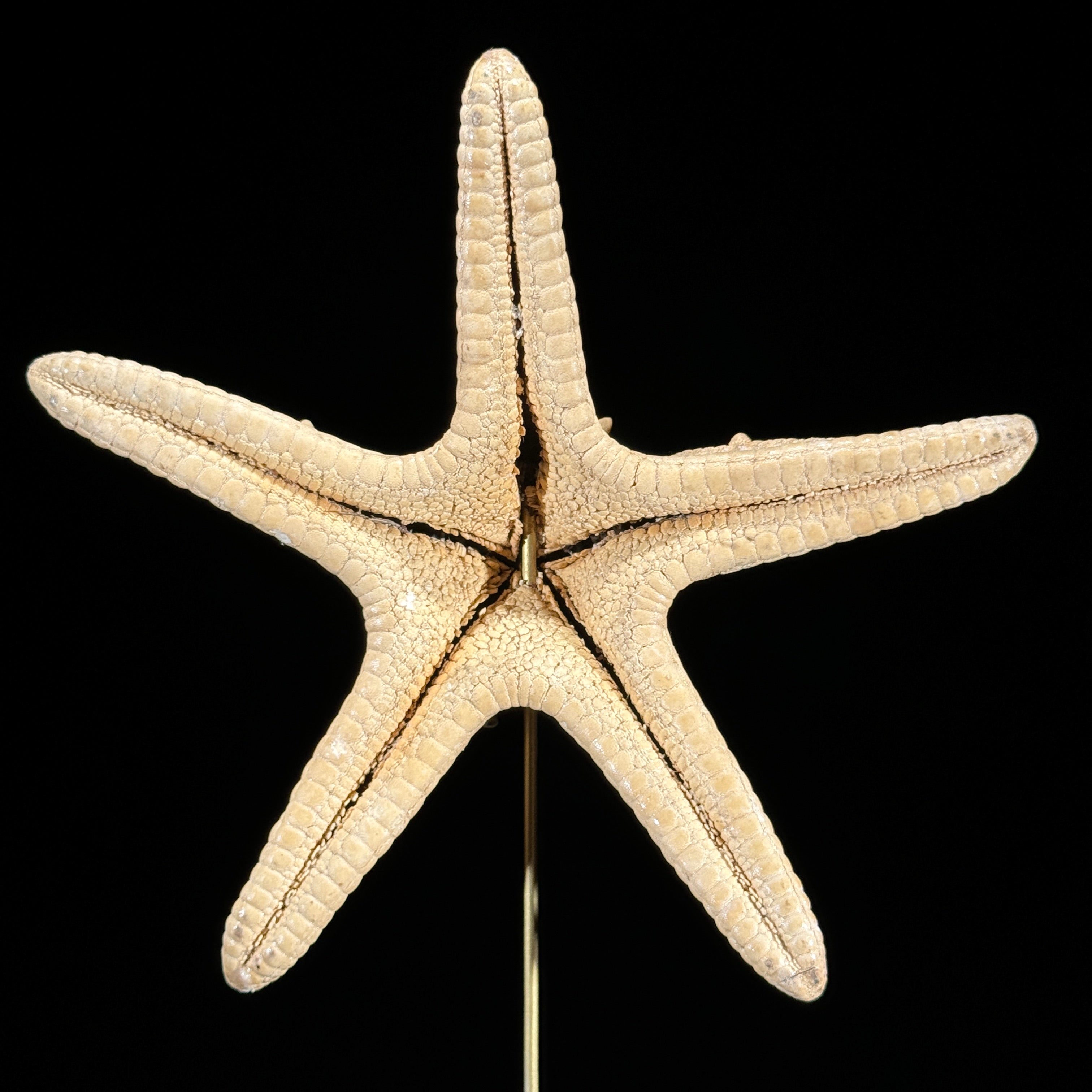 Starfish on a stand -M2/328