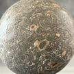 Sphere Stone Turtitella-Y2/209