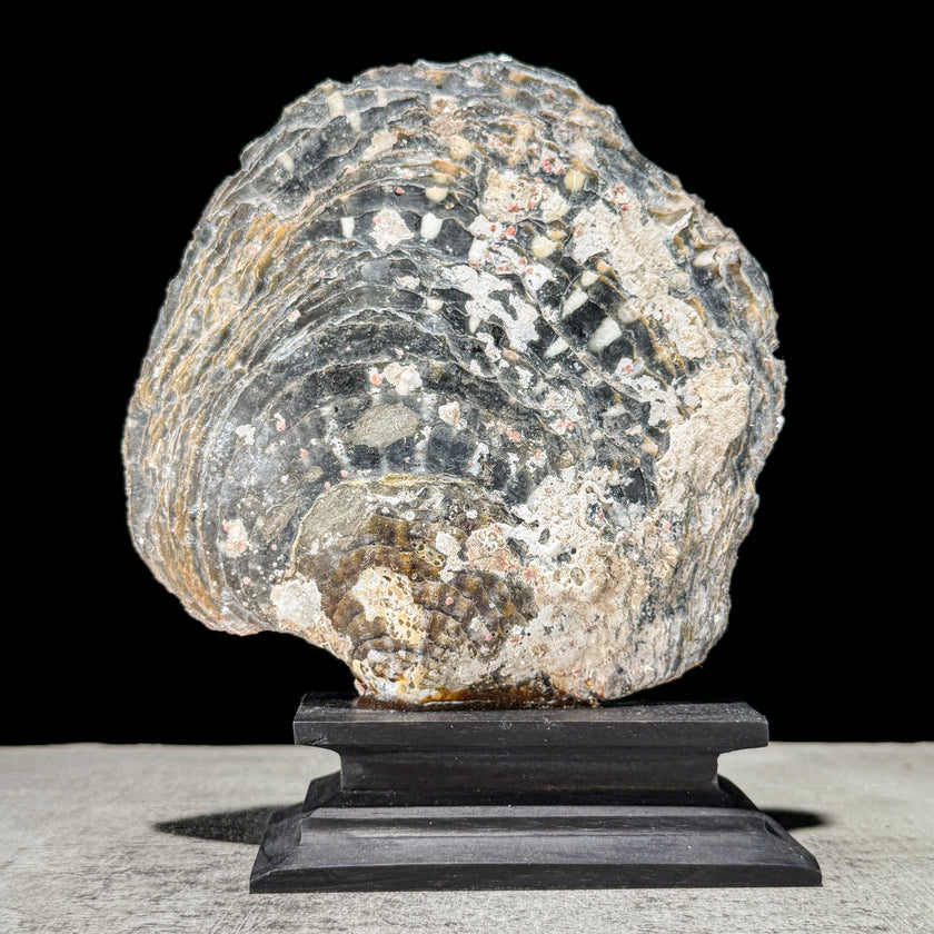 Carved Mother of Pearl Shells Koi Carving ToS,A/029