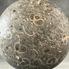 Sphere Stone Turtitella-Y2/209