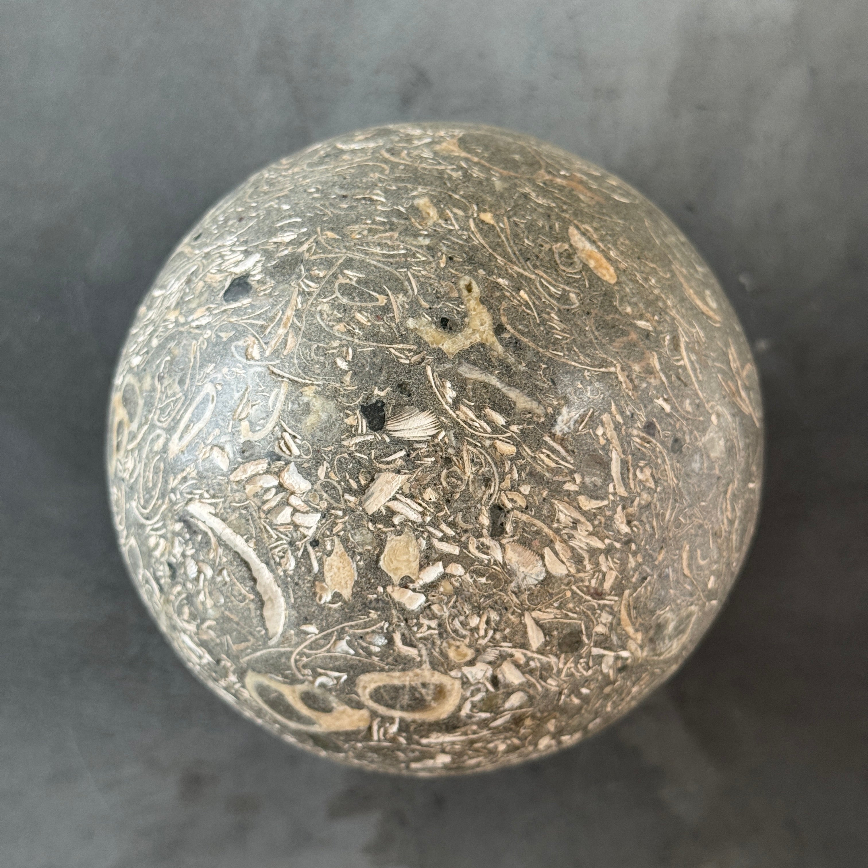 Sphere Stone Turtitella-Y2/209