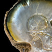 Carved Mother of Pearl Shells Human skull Carving ToS,A/030