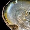 Carved Mother of Pearl Shells Human skull Carving ToS,A/030