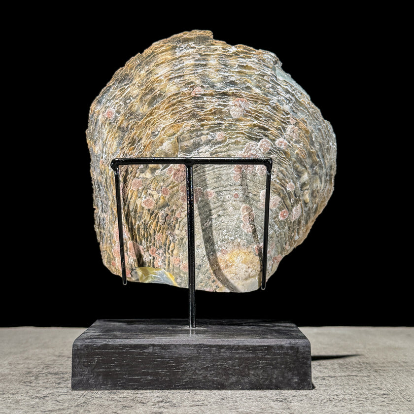 Carved Mother of Pearl Shells Human skull Carving ToS,A/030