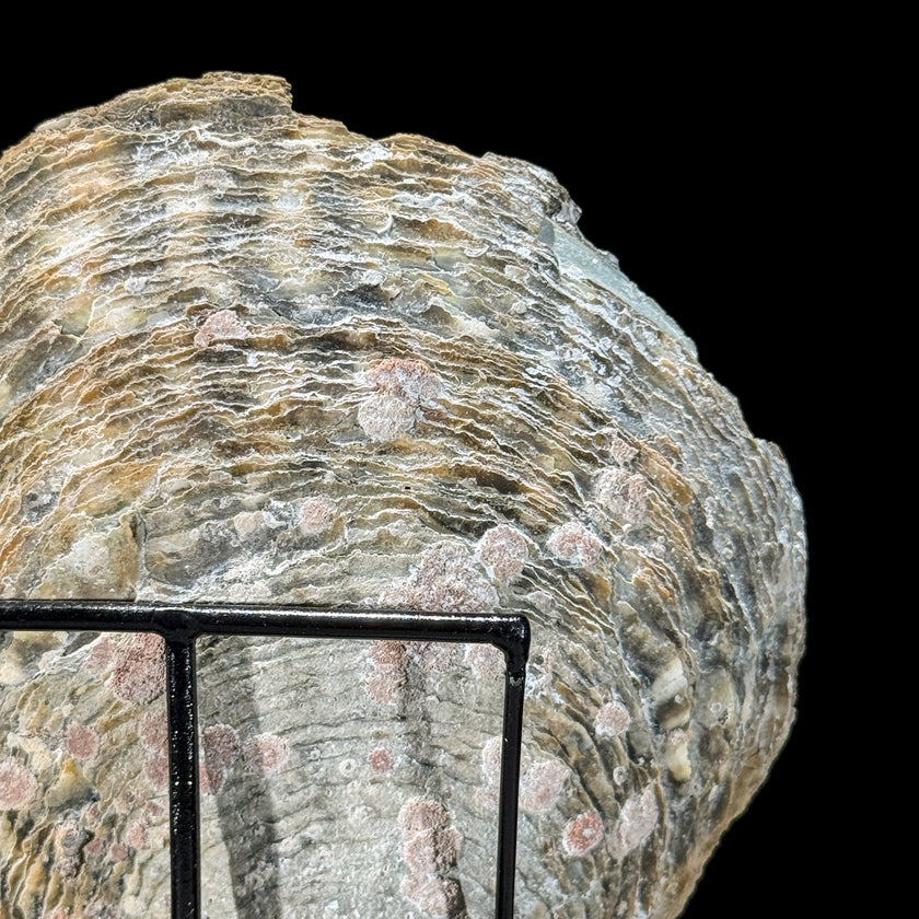 Carved Mother of Pearl Shells Human skull Carving ToS,A/030