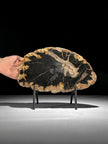 Beautiful Slice of Petrified Wood on stand - L5/168