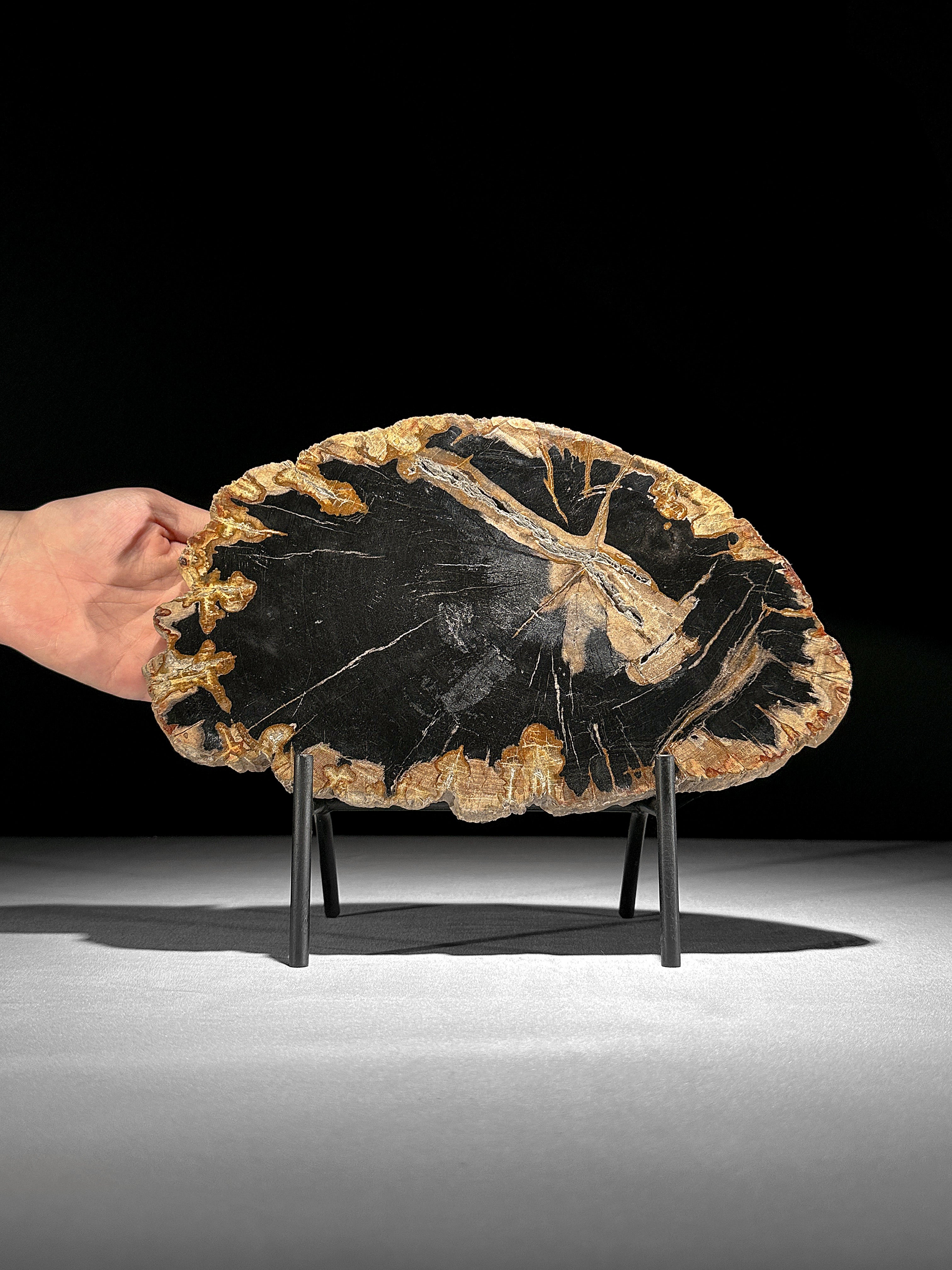 Beautiful Slice of Petrified Wood on stand - L5/168