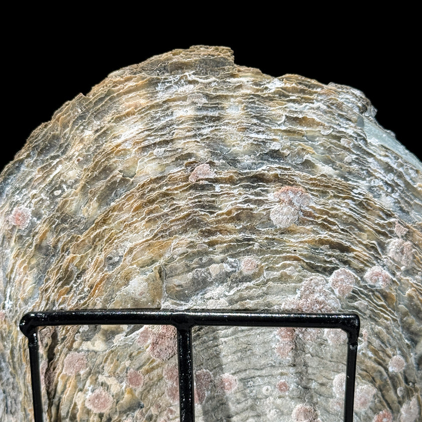 Carved Mother of Pearl Shells Human skull Carving ToS,A/030