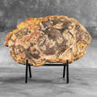 Petrified Wood on Stand – Natural Tree Fossil with Subtle Rings | Organic Earth Decor for Shelves or Consoles - PetW,A/015