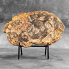 Petrified Wood on Stand – Natural Tree Fossil with Subtle Rings | Organic Earth Decor for Shelves or Consoles - PetW,A/015