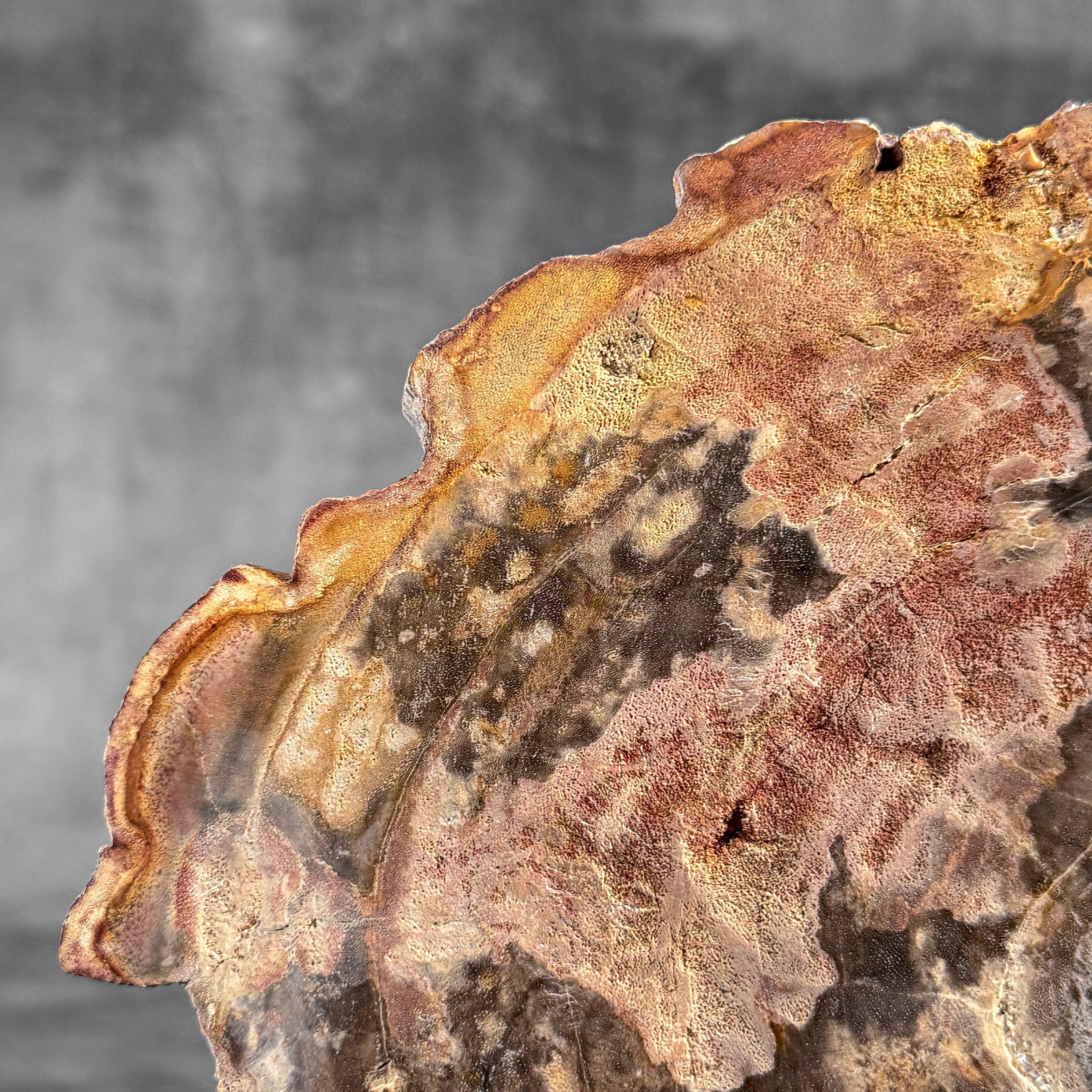 Petrified Wood on Stand – Natural Tree Fossil with Subtle Rings | Organic Earth Decor for Shelves or Consoles - PetW,A/015