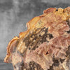 Petrified Wood on Stand – Natural Tree Fossil with Subtle Rings | Organic Earth Decor for Shelves or Consoles - PetW,A/015