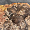 Petrified Wood on Stand – Natural Tree Fossil with Subtle Rings | Organic Earth Decor for Shelves or Consoles - PetW,A/015