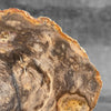 Petrified Wood on Stand – Natural Tree Fossil with Subtle Rings | Organic Earth Decor for Shelves or Consoles - PetW,A/015