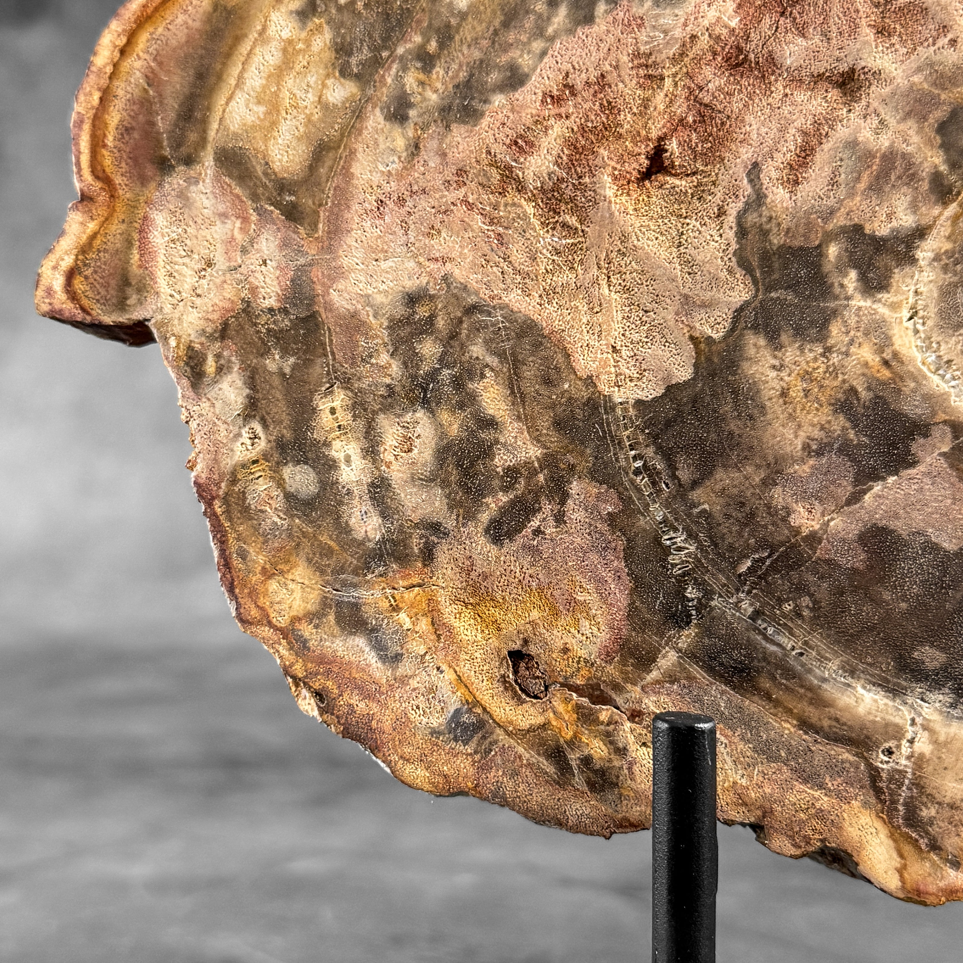 Petrified Wood on Stand – Natural Tree Fossil with Subtle Rings | Organic Earth Decor for Shelves or Consoles - PetW,A/015