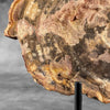 Petrified Wood on Stand – Natural Tree Fossil with Subtle Rings | Organic Earth Decor for Shelves or Consoles - PetW,A/015
