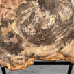 Petrified Wood on Stand – Natural Tree Fossil with Subtle Rings | Organic Earth Decor for Shelves or Consoles - PetW,A/015