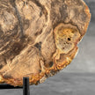 Petrified Wood on Stand – Natural Tree Fossil with Subtle Rings | Organic Earth Decor for Shelves or Consoles - PetW,A/015