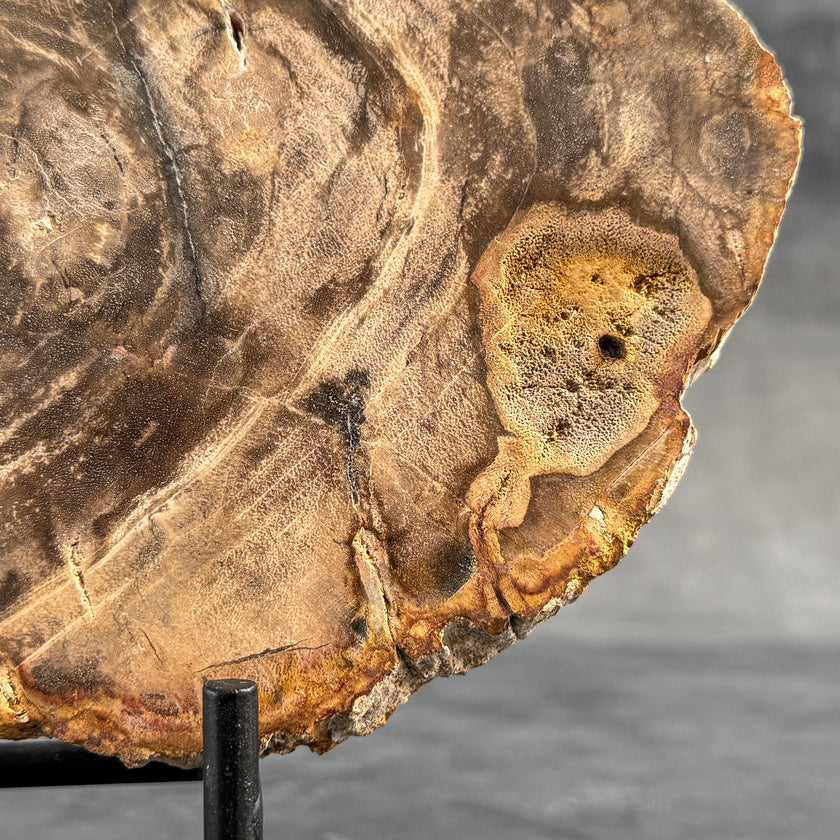 Stunning Petrified Wood Slice on Stand | PetW,A/015