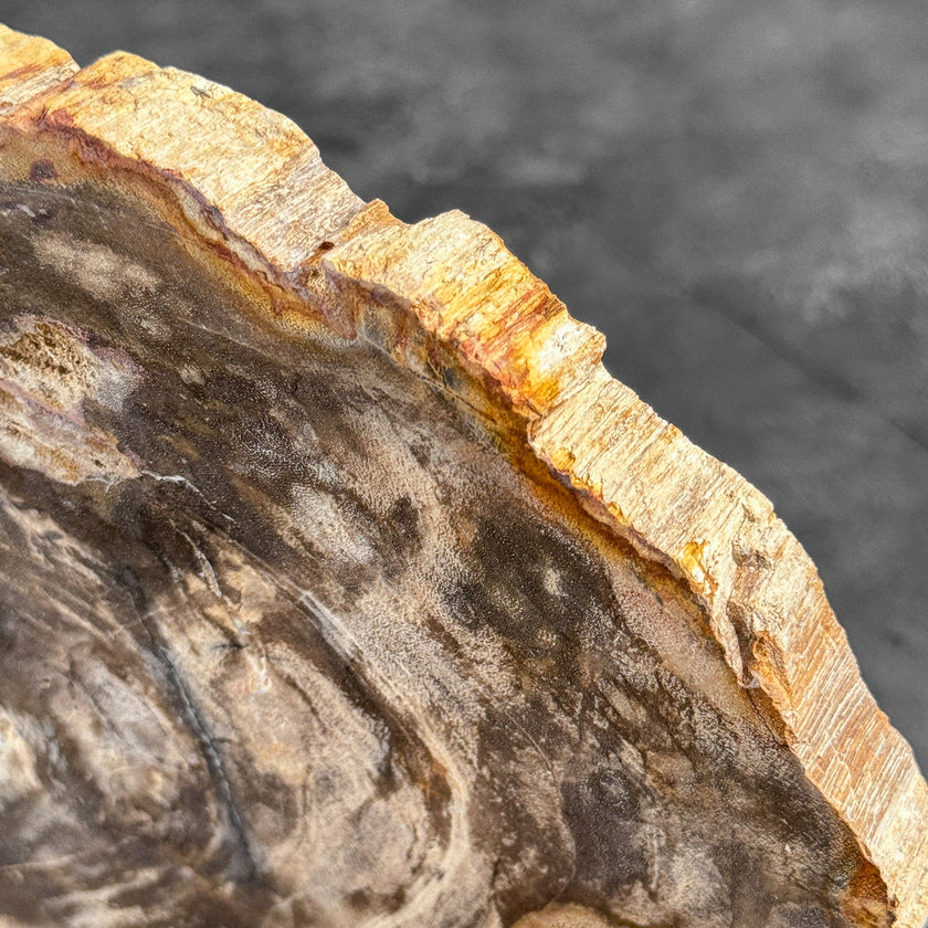 Stunning Petrified Wood Slice on Stand | PetW,A/015