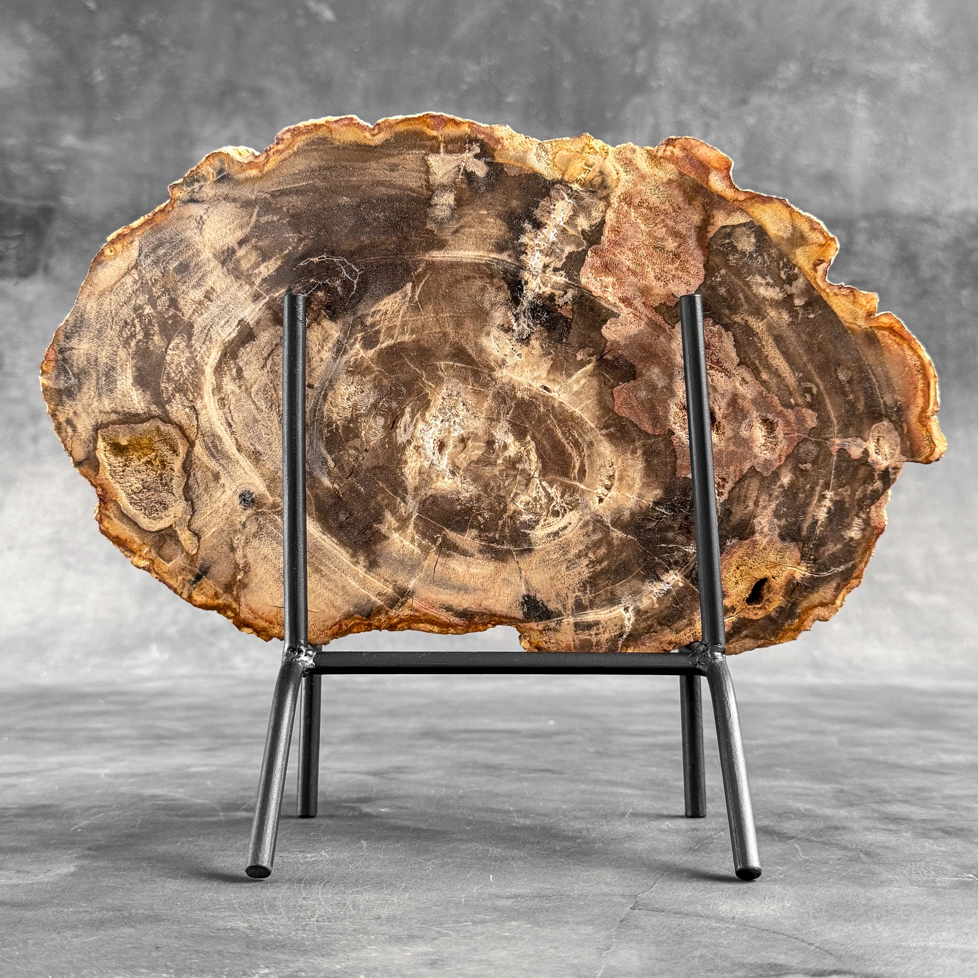 Petrified Wood on Stand – Natural Tree Fossil with Subtle Rings | Organic Earth Decor for Shelves or Consoles - PetW,A/015