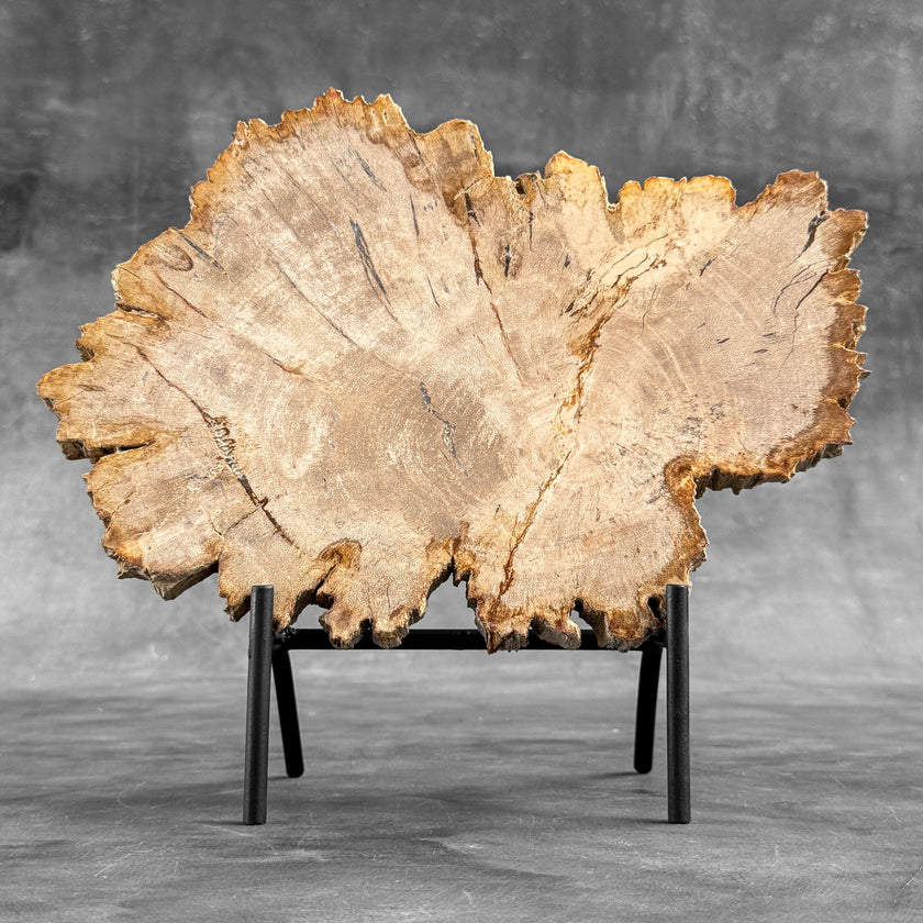 Stunning Petrified Wood Slice on Stand | PetW,A/014
