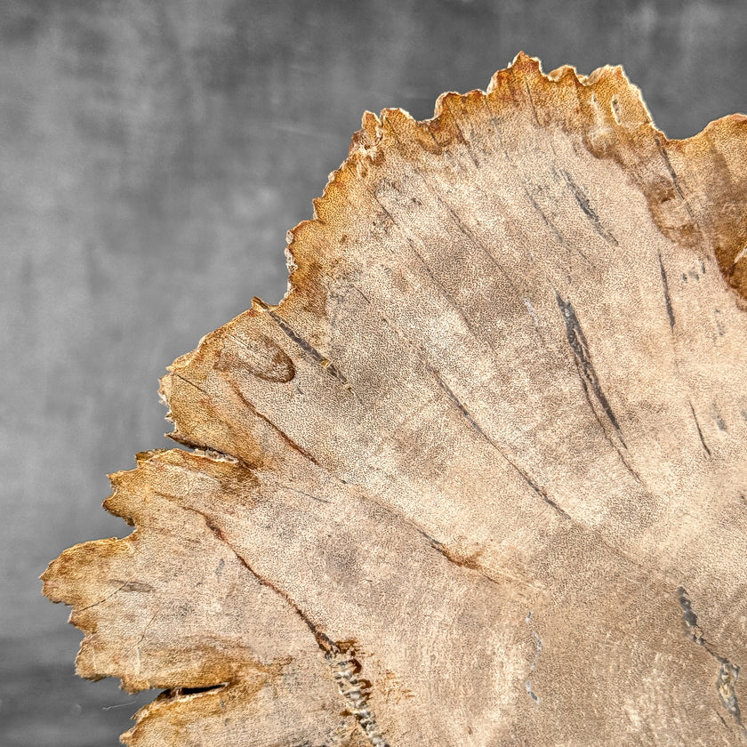 Stunning Petrified Wood Slice on Stand | PetW,A/014