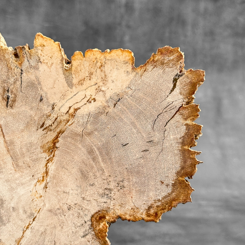 Stunning Petrified Wood Slice on Stand | PetW,A/014