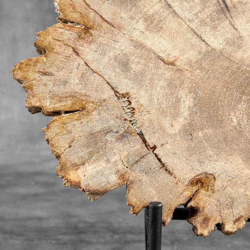 Stunning Petrified Wood Slice on Stand | PetW,A/014