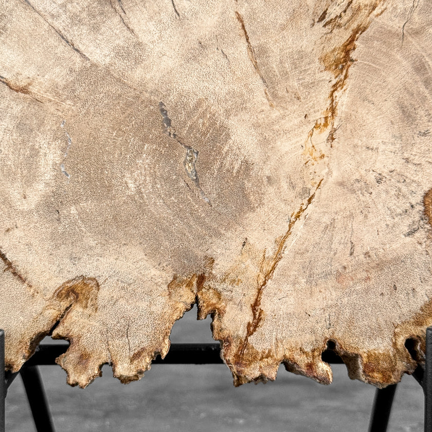Stunning Petrified Wood Slice on Stand | PetW,A/014