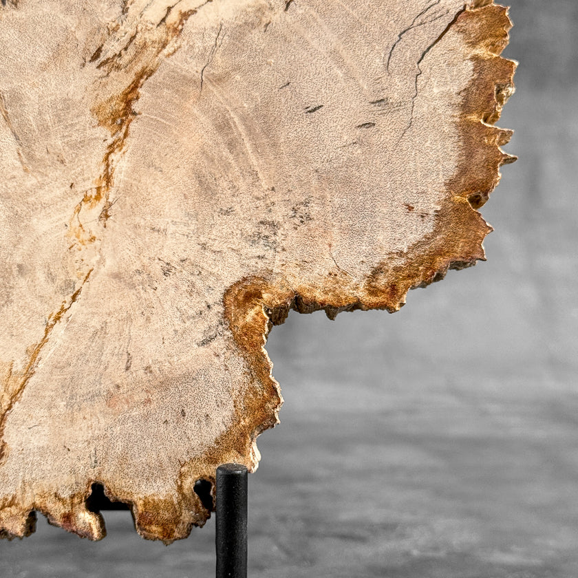 Stunning Petrified Wood Slice on Stand | PetW,A/014