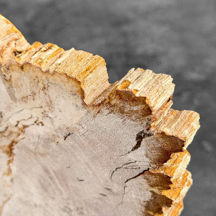 Stunning Petrified Wood Slice on Stand | PetW,A/014