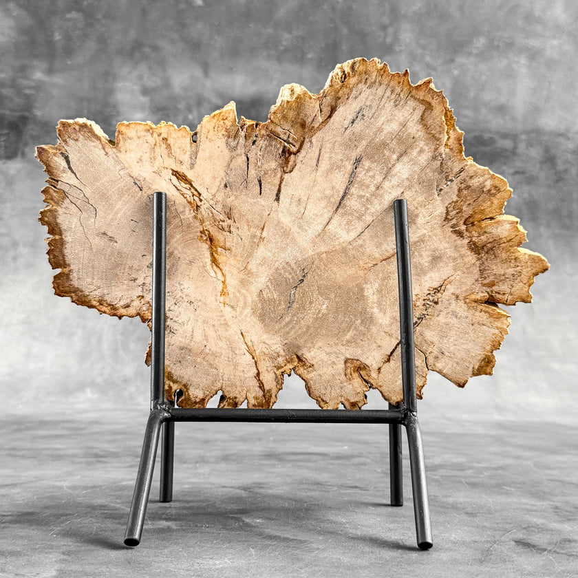 Stunning Petrified Wood Slice on Stand | PetW,A/014