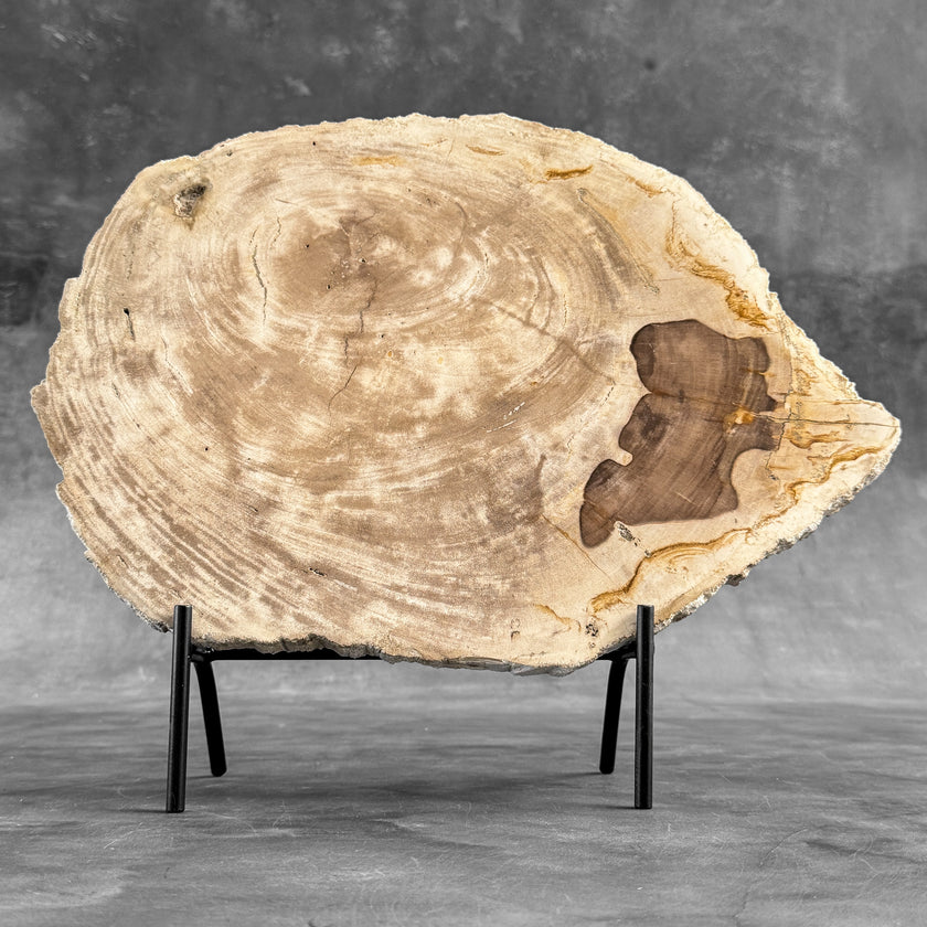 Stunning Petrified Wood Slice on Stand | PetW,A/013