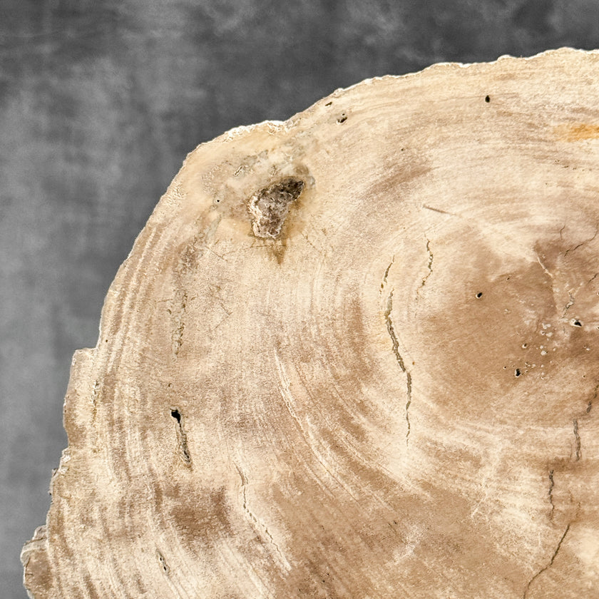 Stunning Petrified Wood Slice on Stand | PetW,A/013