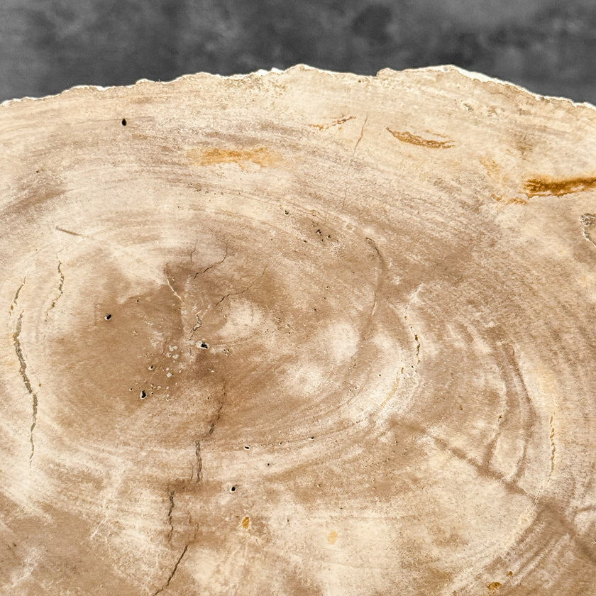 Stunning Petrified Wood Slice on Stand | PetW,A/013