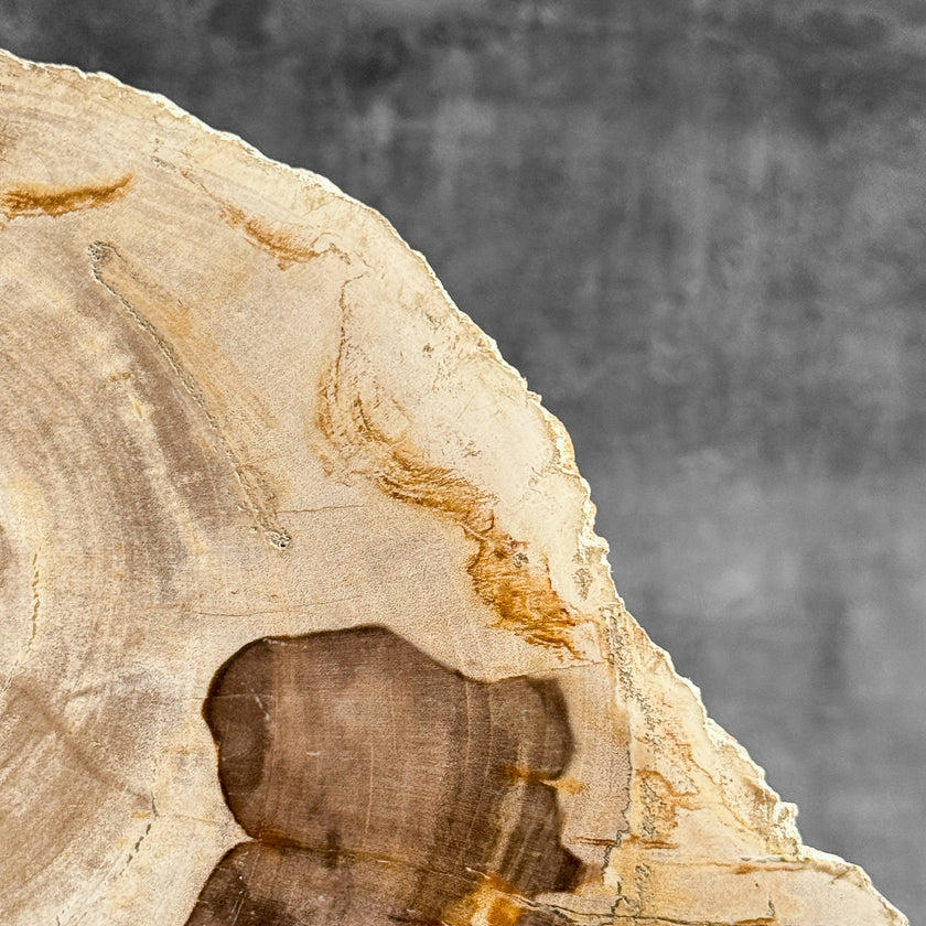 Stunning Petrified Wood Slice on Stand | PetW,A/013