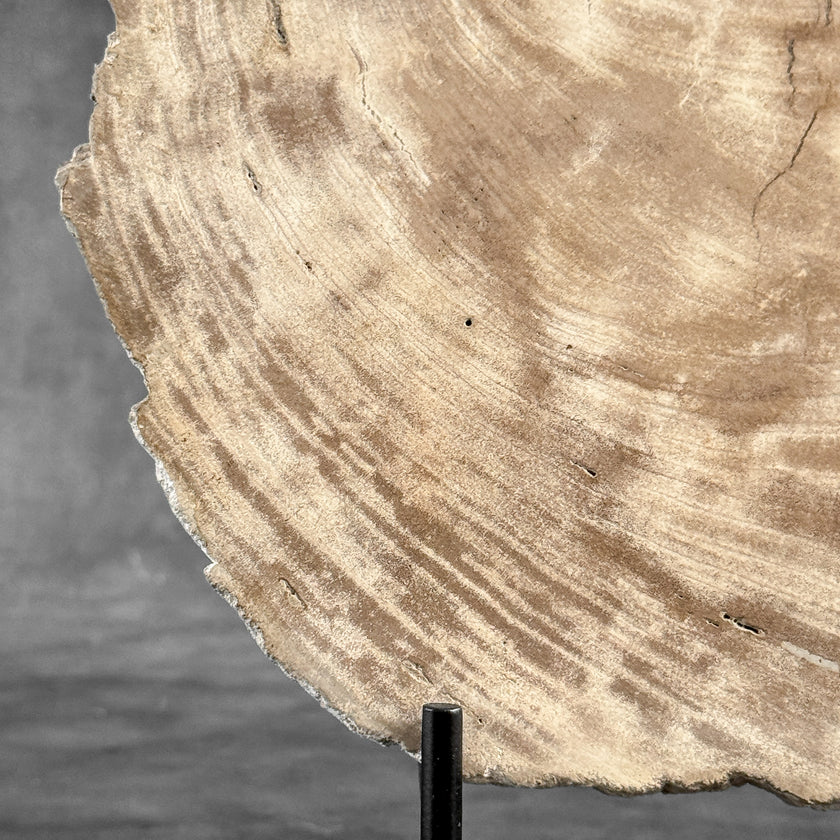 Stunning Petrified Wood Slice on Stand | PetW,A/013