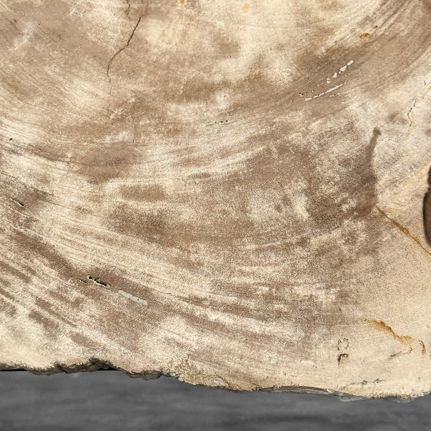 Stunning Petrified Wood Slice on Stand | PetW,A/013