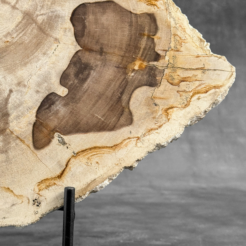 Stunning Petrified Wood Slice on Stand | PetW,A/013