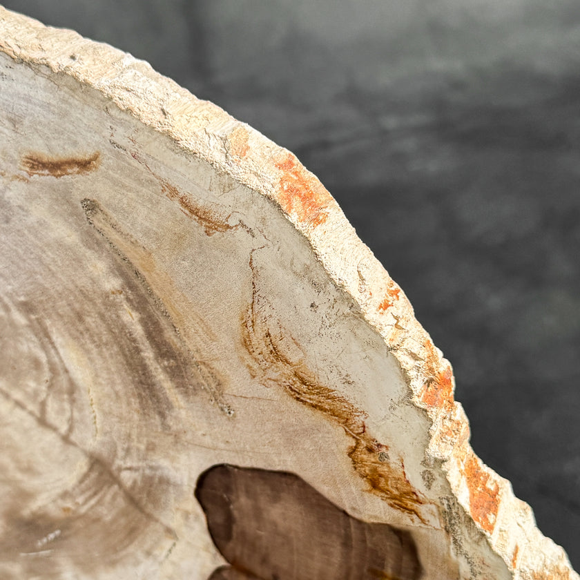 Stunning Petrified Wood Slice on Stand | PetW,A/013