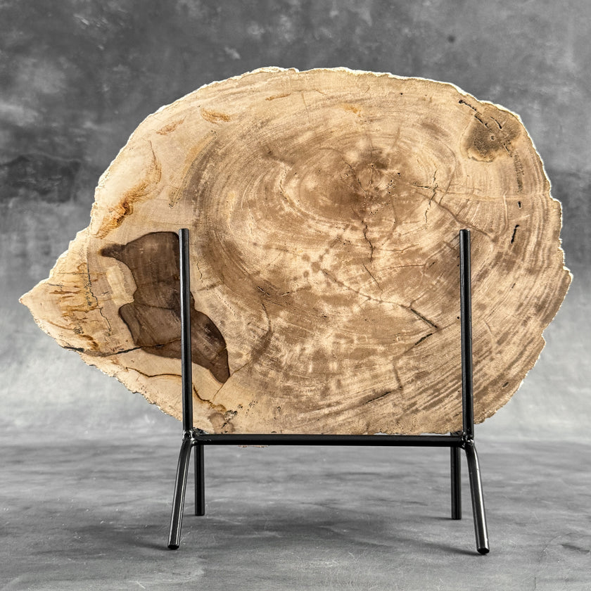 Stunning Petrified Wood Slice on Stand | PetW,A/013
