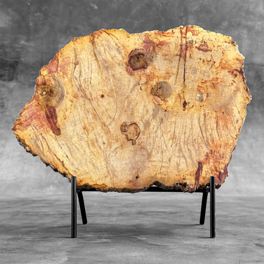 Stunning Petrified Wood Slice on Stand | PetW,A/012