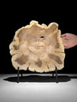 Beautiful Slice of Petrified Wood on stand - S6/170