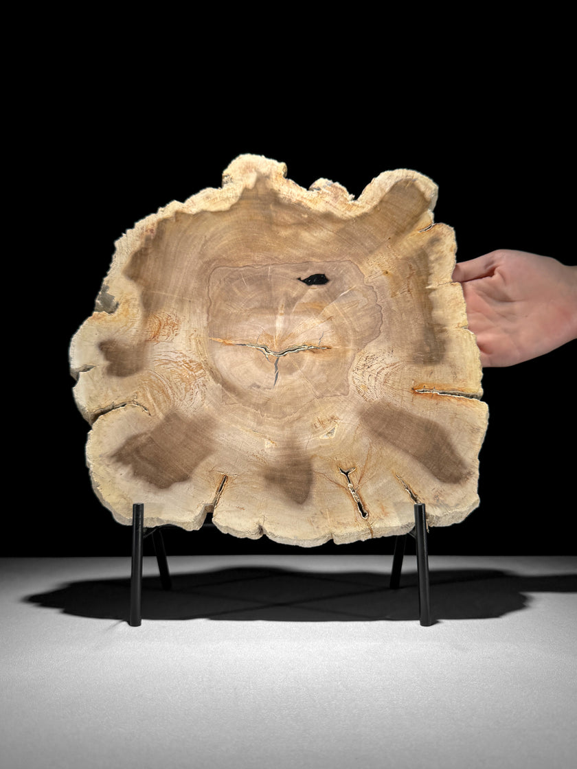 Beautiful Slice of Petrified Wood on stand - S6/170