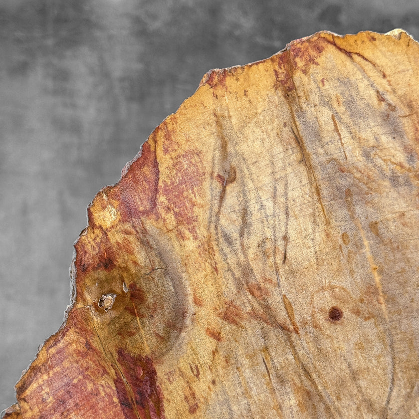 Stunning Petrified Wood Slice on Stand | PetW,A/012