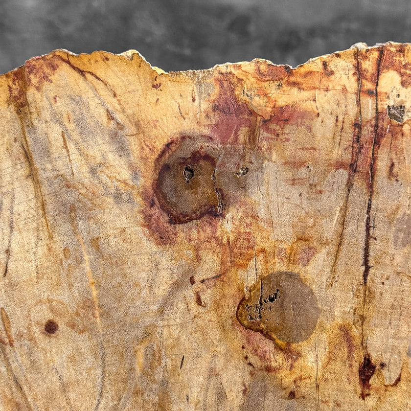 Stunning Petrified Wood Slice on Stand | PetW,A/012