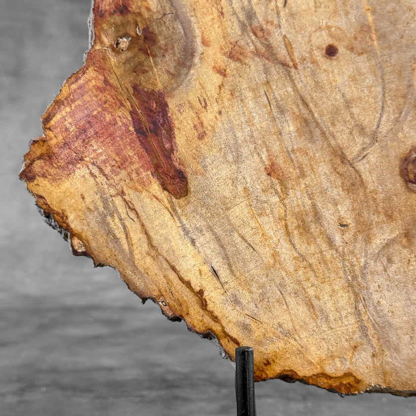 Stunning Petrified Wood Slice on Stand | PetW,A/012
