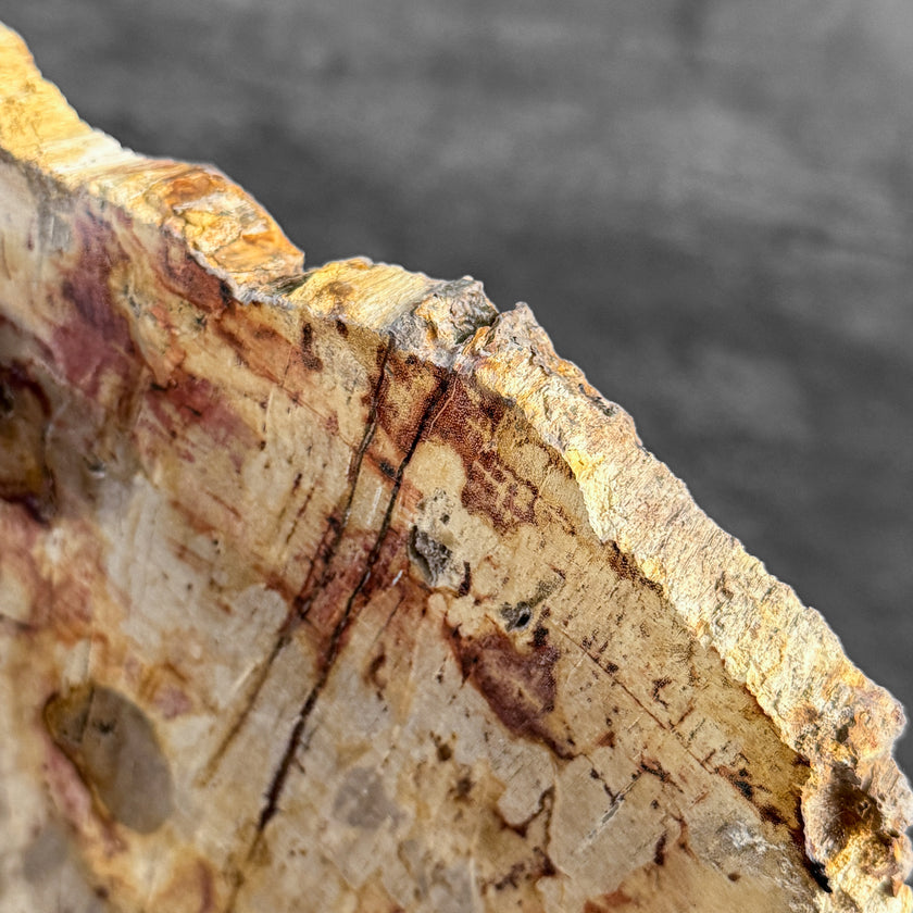 Stunning Petrified Wood Slice on Stand | PetW,A/012