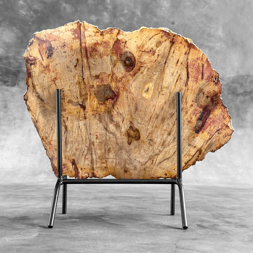 Stunning Petrified Wood Slice on Stand | PetW,A/012